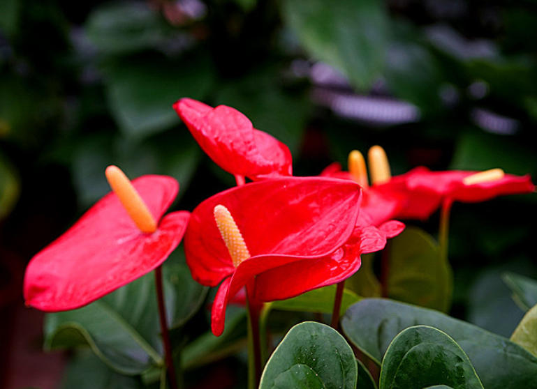 花燭12.jpg 花燭12.jpg