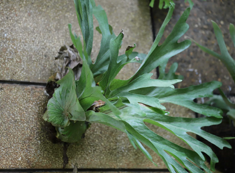 鹿角??1.jpg 鹿角??1.jpg