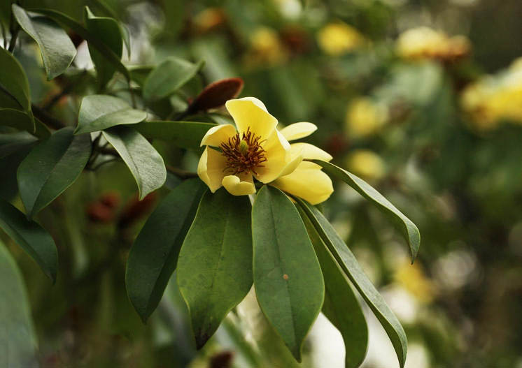 黃心夜合11 拷貝.jpg 黃心夜合11 拷貝.jpg